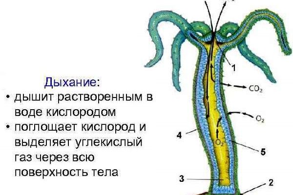 Vk5 at kraken