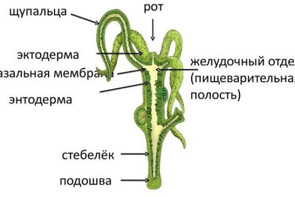 Kraken рынок