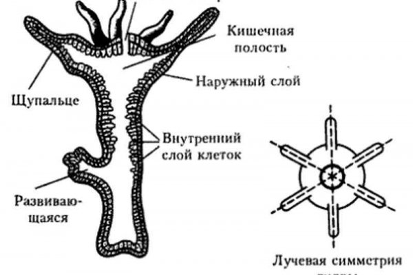 Ссылка на кракен krakens13 at