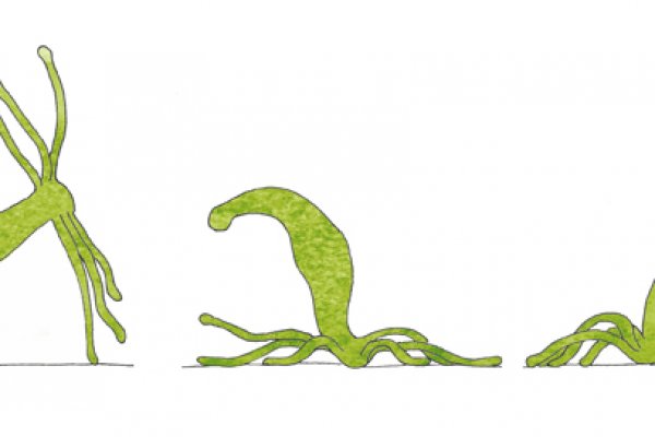 Kraken cc зеркало kr2web in
